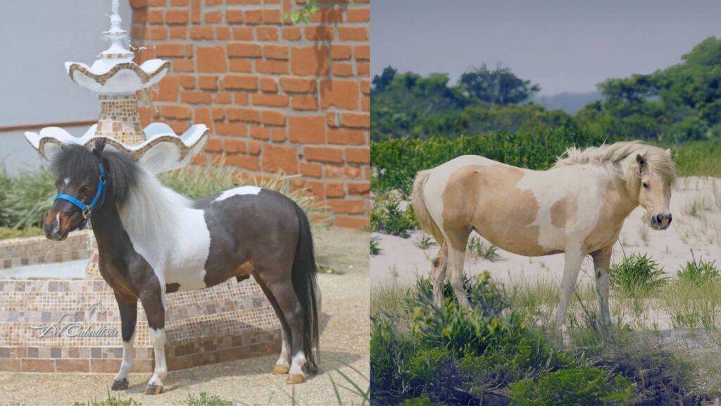 Mini Horse y Pony