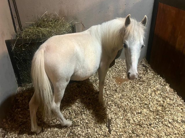 Caballos Miniatura en venta