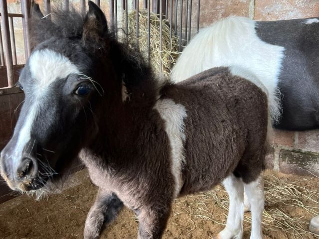 Caballos Miniatura en venta
