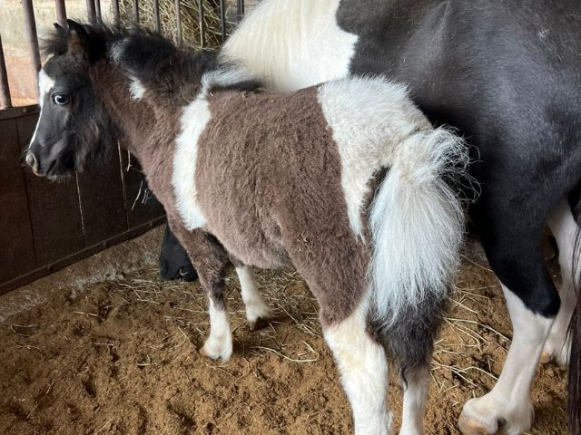 Caballos Miniatura en venta