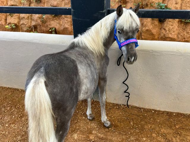 Caballos Miniatura en venta