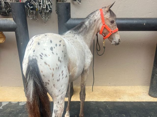 Caballos Miniatura en venta